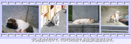 何がニャンでもルアーフィッシング。釣り場で見かける野良猫の写真