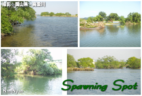 バス釣りでも有名釣り場・岡山県、高梁川のスポーニング（産卵場）の写真。