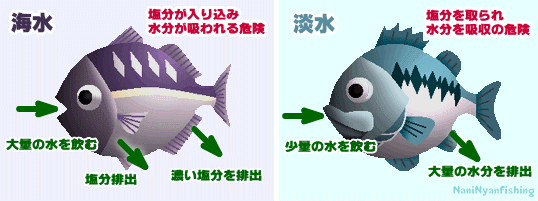 淡水魚と海水魚の体の構造を説明