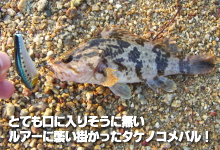 タケノコメバルは小さくても果敢な魚
