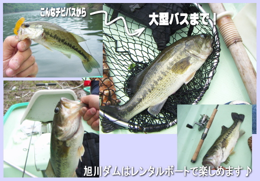 レンタルボートでも楽しいバス釣り!旭川ダムのバスです。